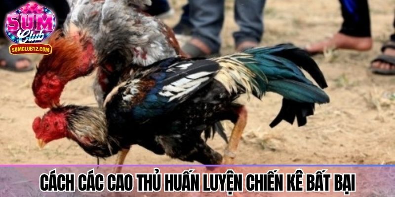 Cách các cao thủ huấn luyện chiến kê bất bại