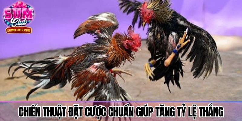 Chiến thuật đặt cược chuẩn giúp tăng tỷ lệ thắng