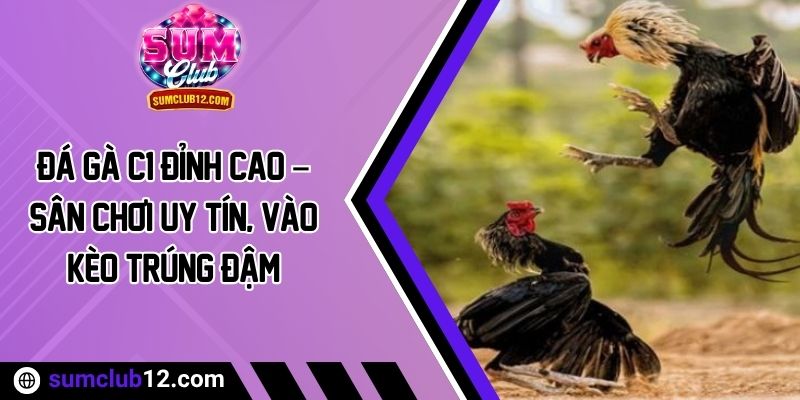 Đá Gà C1 Đỉnh Cao – Sân Chơi Uy Tín, Vào Kèo Trúng Đậm