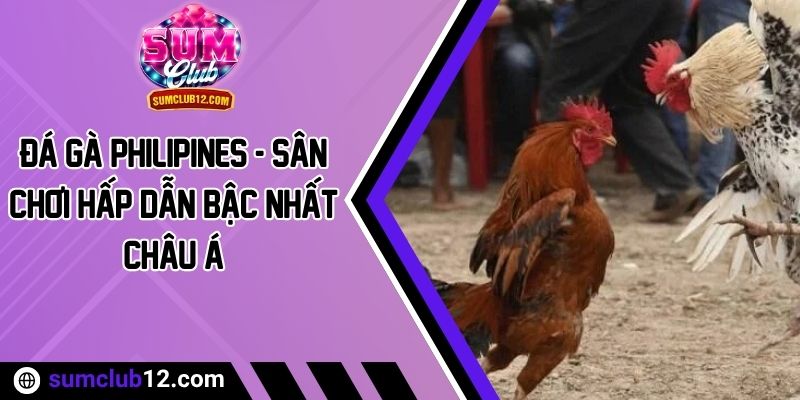 Đá Gà Philipines - Sân Chơi Hấp Dẫn Bậc Nhất Châu Á