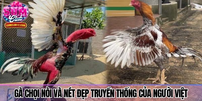 Gà chọi nòi và nét đẹp truyền thống của người Việt