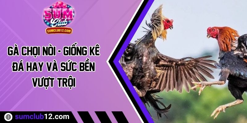 Gà Chọi Nòi - Giống Kê Đá Hay Và Sức Bền Vượt Trội