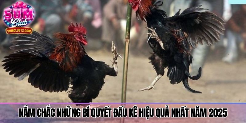 Nắm chắc những bí quyết đấu kê hiệu quả nhất năm 2025