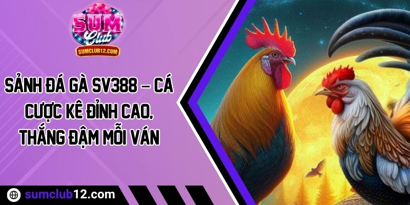 Sảnh Đá Gà SV388 – Cá Cược Kê Đỉnh Cao, Thắng Đậm Mỗi Ván