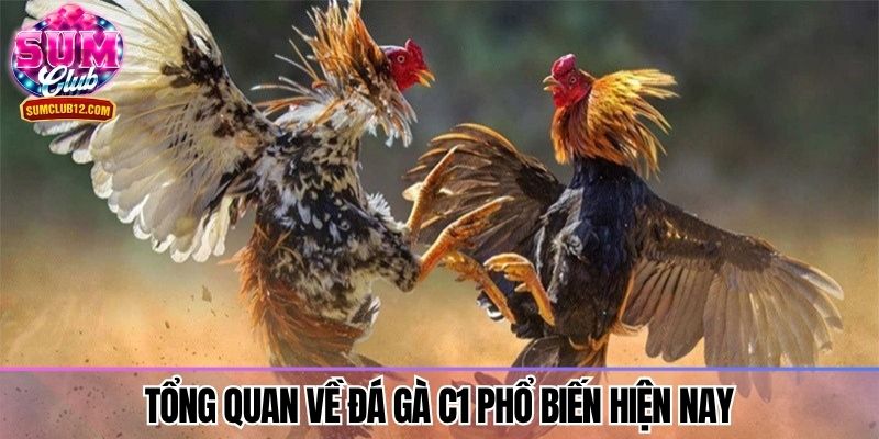 Tổng quan về đá gà C1 phổ biến hiện nay