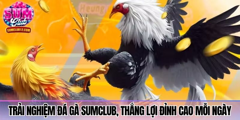 Trải nghiệm đá gà Sumclub, thắng lợi đỉnh cao mỗi ngày