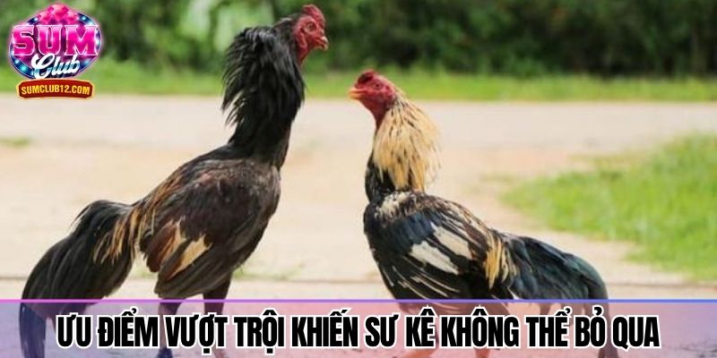 Ưu điểm vượt trội khiến sư kê không thể bỏ qua
